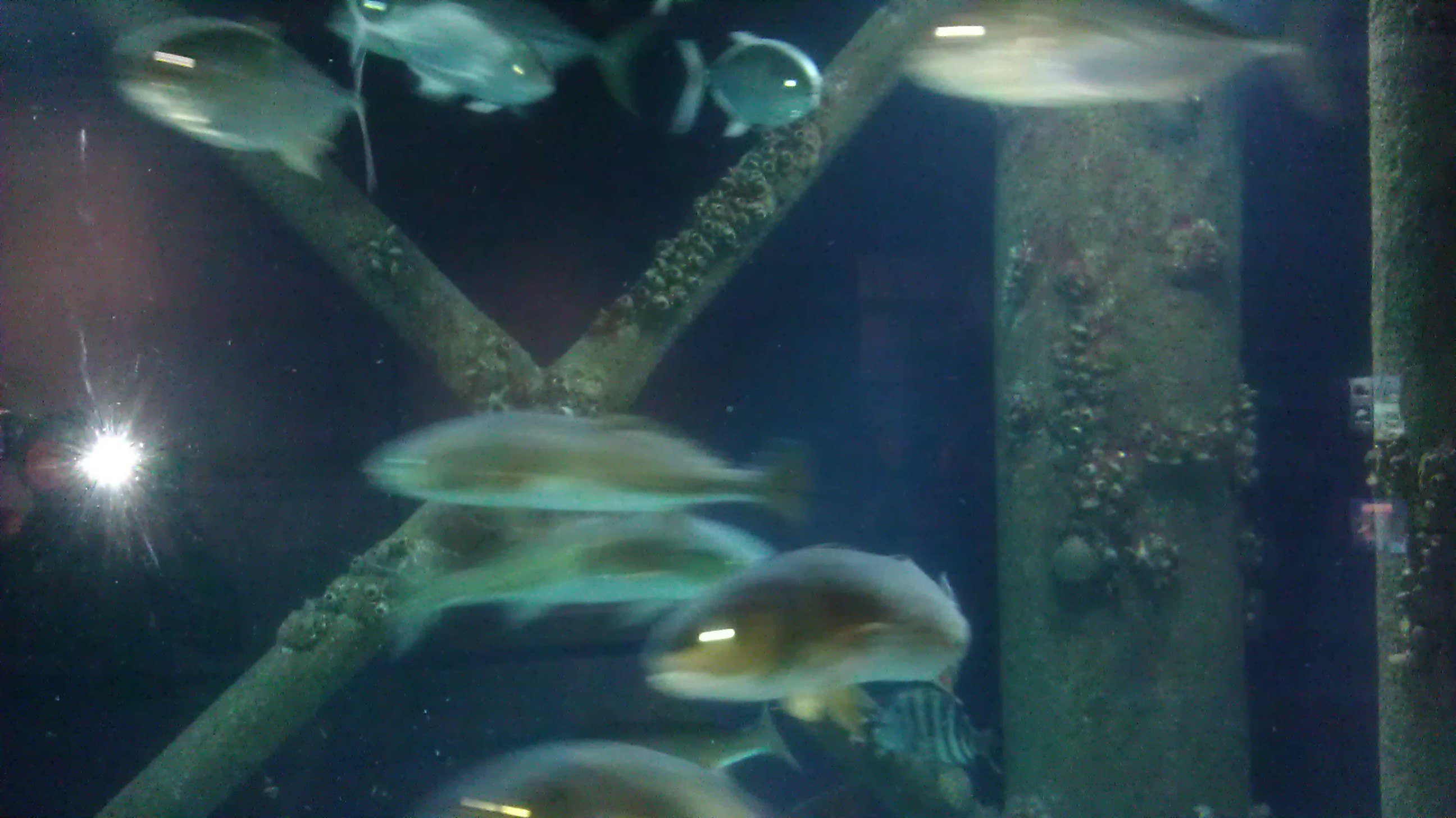 Downtown Aquarium-Houston