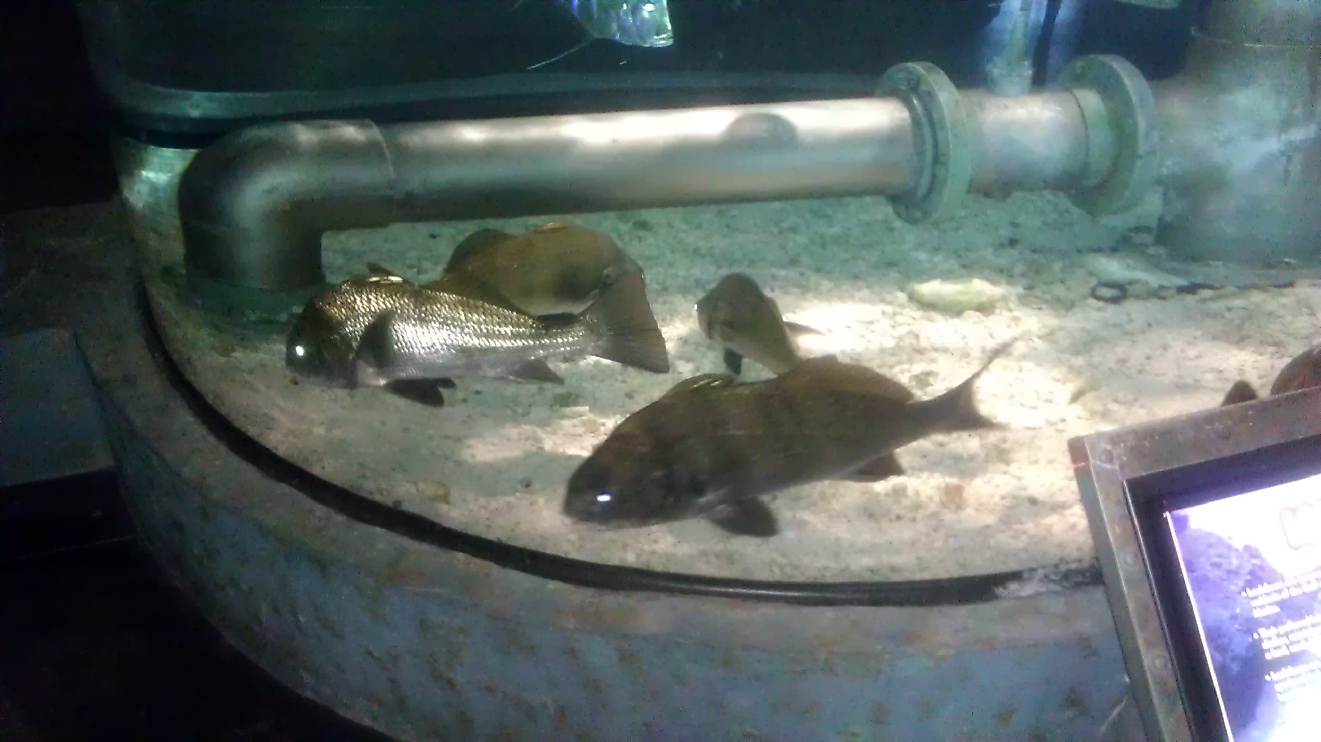Downtown Aquarium-Houston